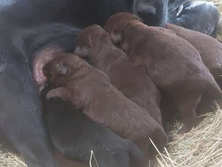 9 chiots Labradors mâles LOF à réserver