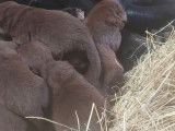 9 chiots Labradors mâles LOF à réserver