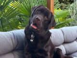 9 chiots Labradors mâles LOF à réserver