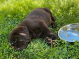 9 chiots Labradors mâles LOF à réserver