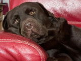 9 chiots Labradors mâles LOF à réserver
