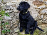 9 chiots Labradors mâles LOF à réserver