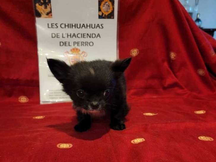 4 chiots Chihuahuas LOF à vendre