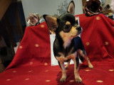 4 chiots Chihuahuas LOF &agrave; vendre