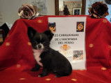 4 chiots Chihuahuas LOF &agrave; vendre