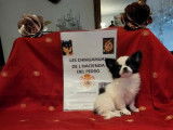 4 chiots Chihuahuas LOF &agrave; vendre