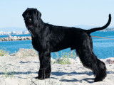 Chiots Schnauzer Géant noirs à vendre