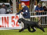 Chiots Schnauzer Géant noirs à vendre