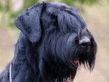 Chiots Schnauzer Géant noirs à vendre