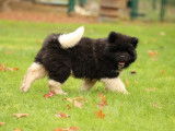 &Agrave; vendre : un chiot femelle Akita Am&eacute;ricain &agrave; poil long LOF