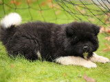 &Agrave; vendre : un chiot femelle Akita Am&eacute;ricain &agrave; poil long LOF