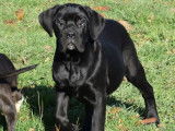 Un chiot femelle Cane Corso noire LOF disponible à la vente
