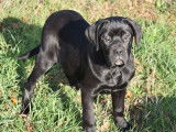 Un chiot femelle Cane Corso noire LOF disponible à la vente