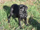 Un chiot femelle Cane Corso noire LOF disponible à la vente