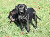 Un chiot femelle Cane Corso noire LOF disponible à la vente