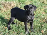 Un chiot femelle Cane Corso noire LOF disponible à la vente