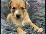 À réserver : 10 chiots Nus du Pérou (LOF)