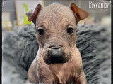 À réserver : 10 chiots Nus du Pérou (LOF)