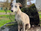 Des chiots Whippets LOF disponibles à la vente