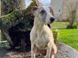 Des chiots Whippets LOF disponibles à la vente
