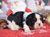 À réserver : deux chiots Cavaliers King Charles tricolores (LOF)