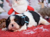 À réserver : deux chiots Cavaliers King Charles tricolores (LOF)