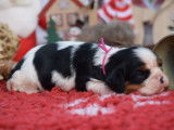 À réserver : deux chiots Cavaliers King Charles tricolores (LOF)