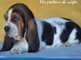 &Agrave; vendre : trois chiots Basset Hounds (LOF)