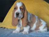 &Agrave; vendre : trois chiots Basset Hounds (LOF)