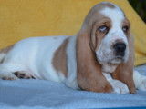 &Agrave; vendre : trois chiots Basset Hounds (LOF)