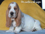 &Agrave; vendre : trois chiots Basset Hounds (LOF)