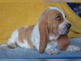 &Agrave; vendre : trois chiots Basset Hounds (LOF)