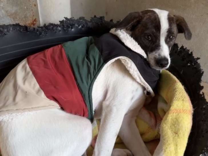 À adopter : chiot tricolore