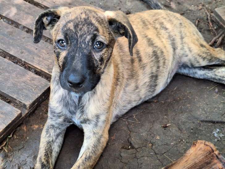 À céder, chiot mâle