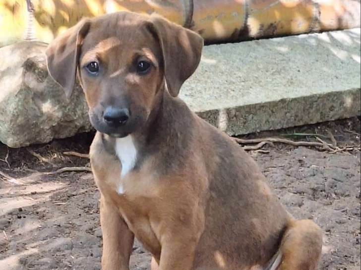 À donner, jeune chien de 3 mois