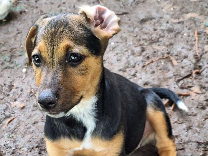 À donner : chiot noir et feu