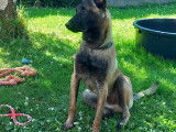 Mâle Berger Belge Malinois disponible pour saillie