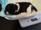 Caniche mâle nain noir et blanc Disponible le 25 Juillet 2026