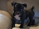 Chiots American Bully &agrave; vendre