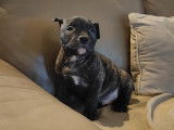 Chiots American Bully &agrave; vendre