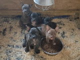 Chiots American Bully &agrave; vendre
