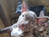 Chiots American Bully &agrave; vendre