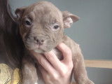 Chiots American Bully &agrave; vendre