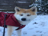 Mâle Akita Inu disponible pour saillie