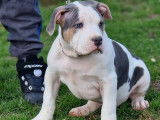 Chiots American Bully XL et XXL à vendre