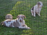 Chiots American Bully XL et XXL à vendre