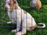 Chiots American Bully XL et XXL à vendre