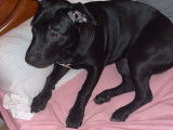 Chiot femelle Labrador à donner