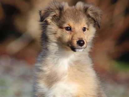 Chiot - Elevage de l'Angelarde - eleveur de chiens Shetland Sheepdog