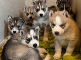 4 chiots Huskies LOF &agrave; r&eacute;server